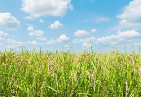 各地政策頻出，生物質發(fā)電引重視