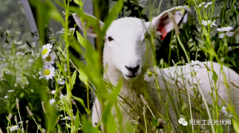 面積接近一個(gè)新加坡！青海塔拉灘光伏電站照亮“陽(yáng)光之路”